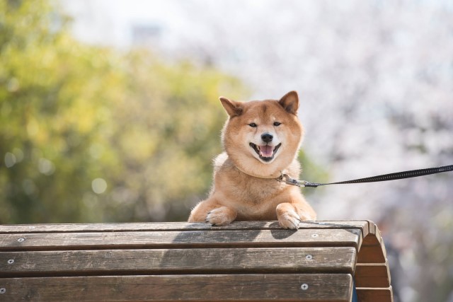 【関東】犬が喜ぶ！おすすめ遊び場・お出かけスポットをご紹介